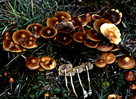 Psilocybe azurescens1.gif
